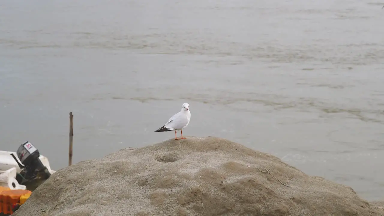 Slender billed gull or Chroicocephalus genei at Ganga or Ganges river ghat in Prayagraj or Allahabad in Uttar Pradesh India