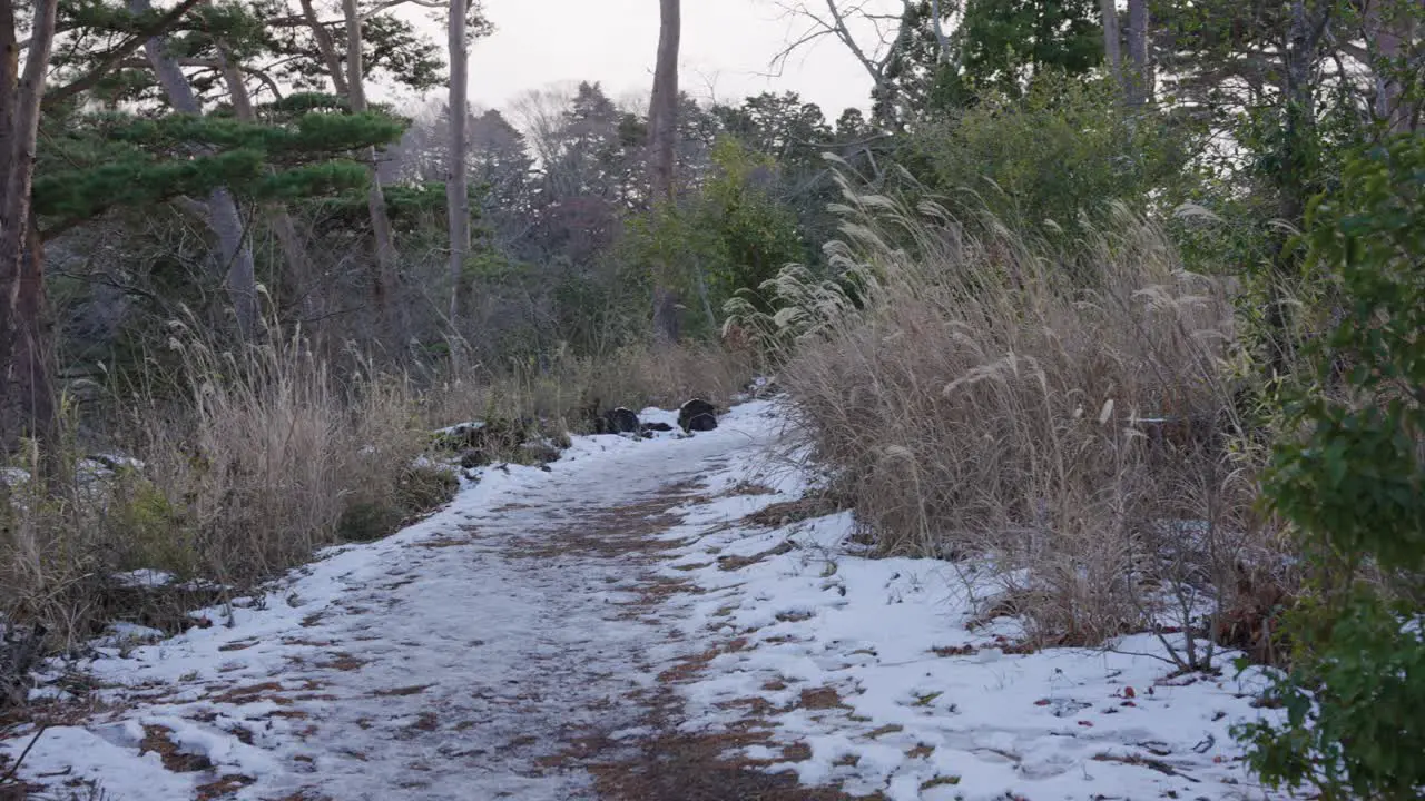 Snowy path through wilderness Miyagi Japan