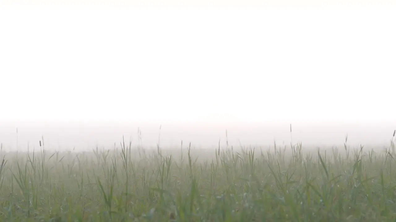 Static shot of foggy grass field with bright copyspace over it