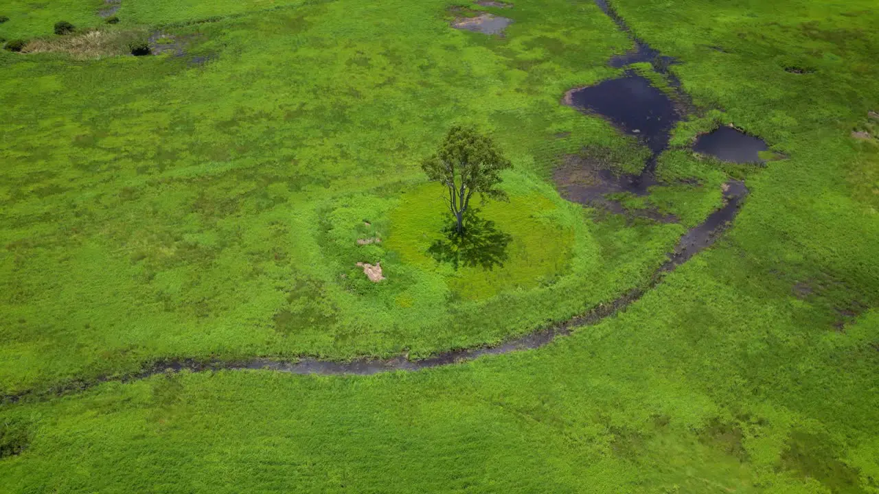 Circular ariel over tree in Firth Park and Mudgeeraba Creek Gold Coast Queensland Australia