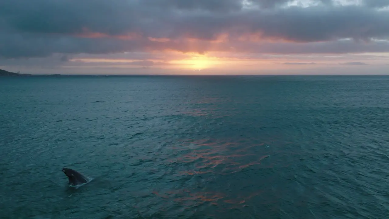 Wal Gegen Romantischen Sonnenuntergang Durchbrechen Abends Wale Auf Dem Meer Beobachten Spritzendes Wasser