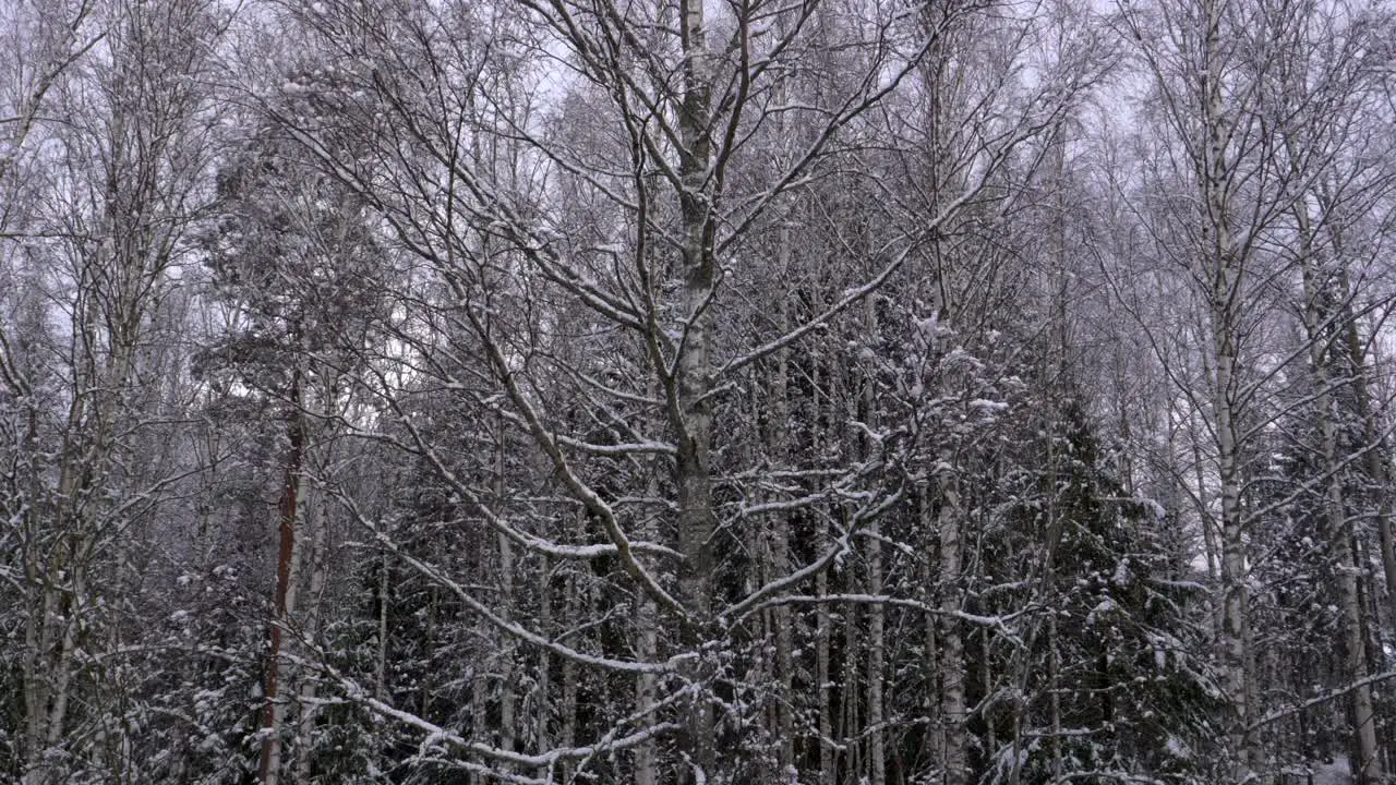 Snow slowly falling with a birch forest in the background