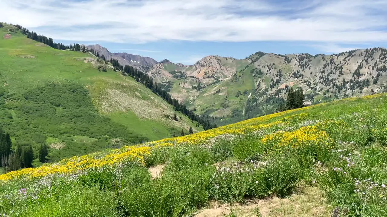 Yellow and white wildflowers shake and dance in the wind at Albion Basin Utah