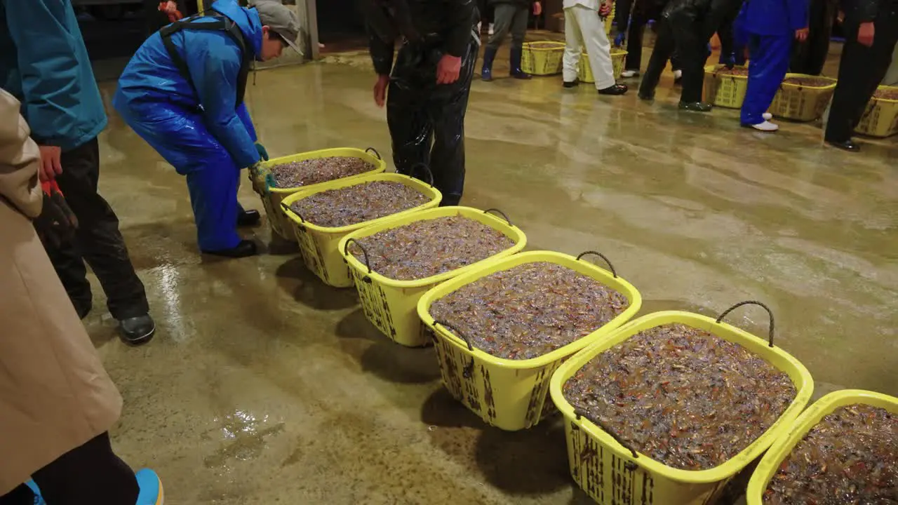 Fresh Firefly Squid Catch Laid Out at Fish Market in Namerikawa