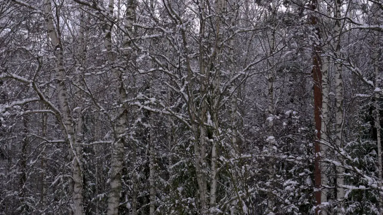 Snow slowly falling with a birch and fir forest in the background