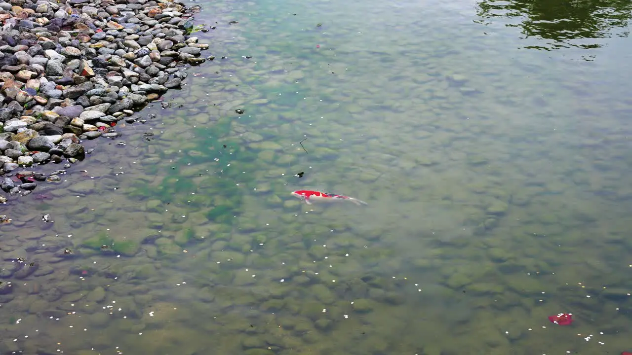 Koi fish in pond at Byodo-in Temple Kyoto Japan