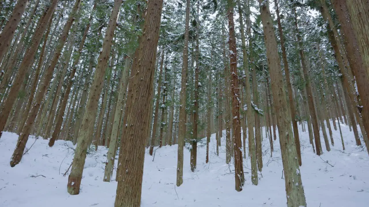 Mountain Forest of the Shiga Kogen Highlands Nagano Japan