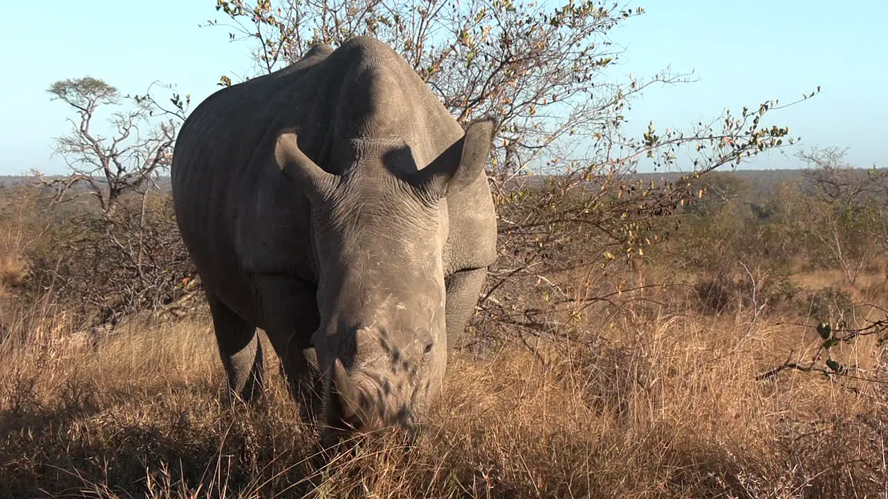 Front view of white rhino grazing in grass illuminated by sunlight with long shadow on side