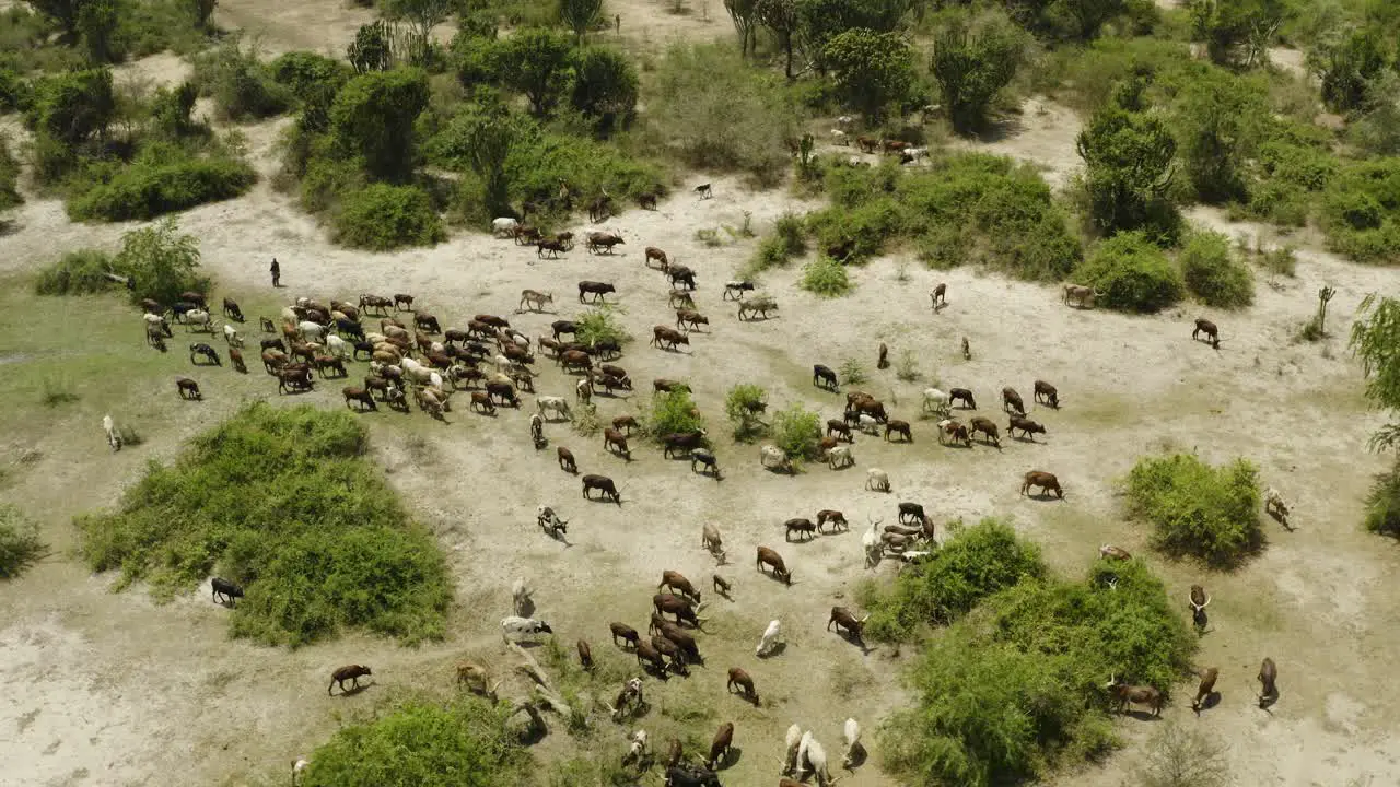 Cattle herders work the cows on African farm in Uganda