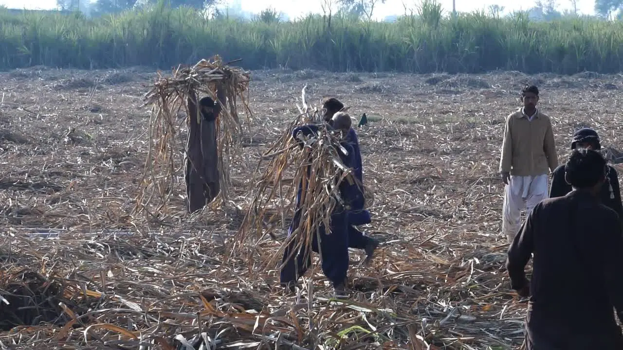 Punjab Farmer Carrying Sugar Cane On Shoulder Past Other Workers In Field