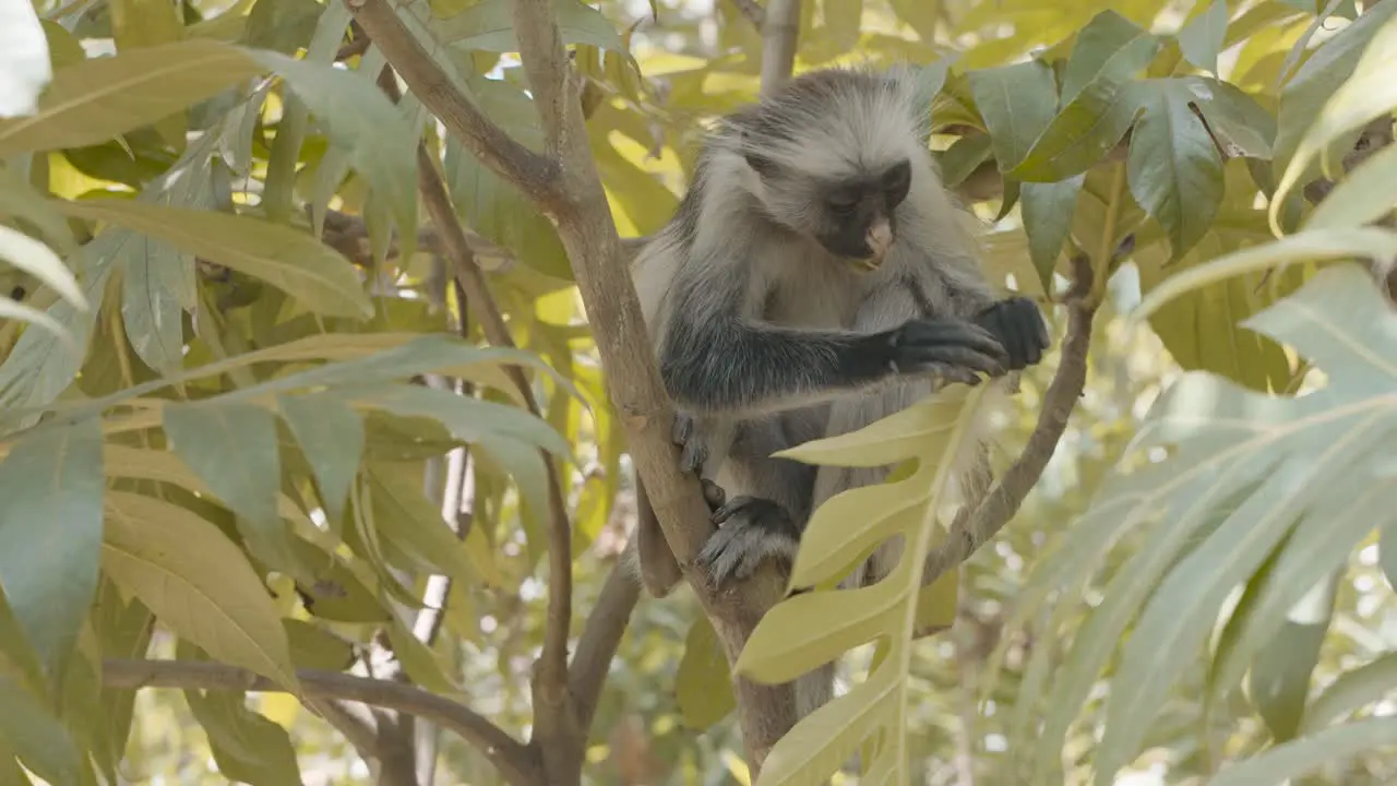 Wild red colobus monkey feeding on leaves in Jozani tropical forest Zanzibar island