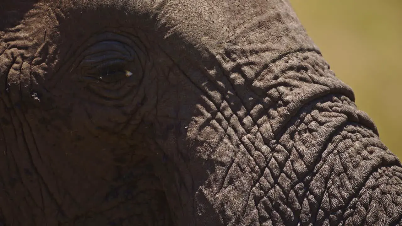 Africa Wildlife elephant animal close up detail of trunk and eye in Maasai Mara National Reserve Kenya African Safari Animals in Masai Mara North Conservancy