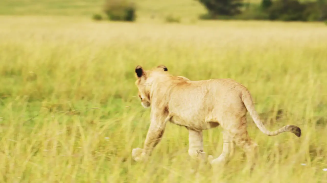 Slow Motion Shot of African Wildlife in Maasai Mara Young male lion prowling walking through the green lush plains of Kenyan National Reserve Africa Safari Animals in Masai Mara North Conservancy