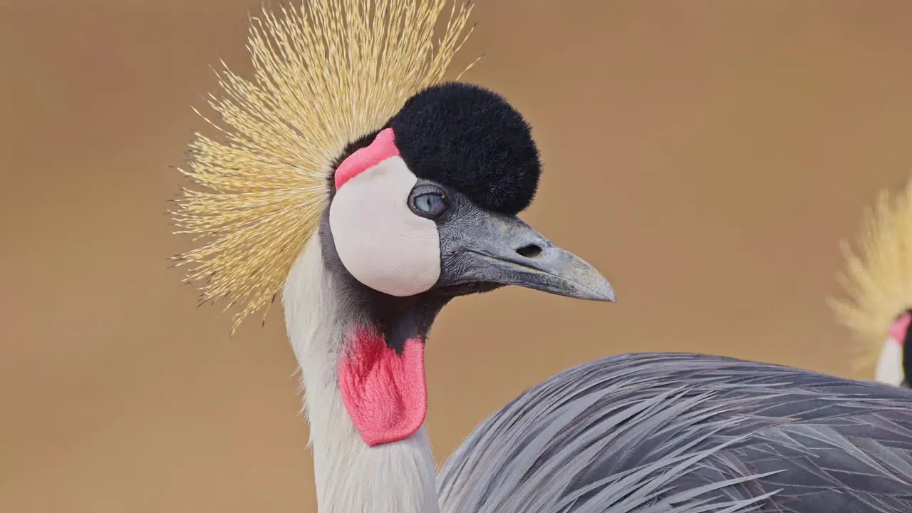 Kenya Birdlife and Wildlife Grey Crowned Crane Bird Close Up Portrait in Maasai Mara in Africa African Safari Funny Animals showing Beauty in Nature with Colourful Red and Feathers Crown