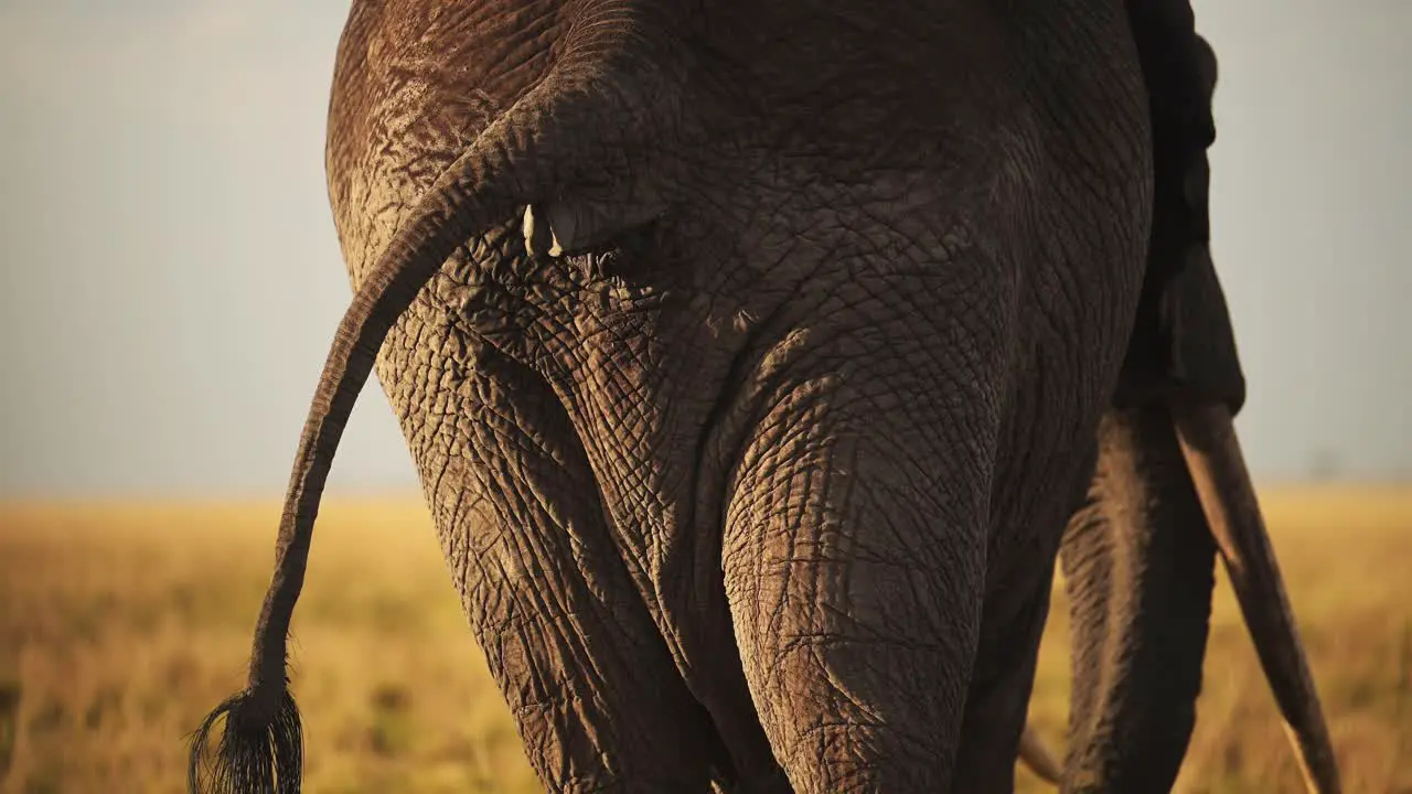 Slow Motion of African Elephant Rear End and Tail Close Up of Backside from Behind in Masai Mara Bottom of Large Male Bull in Kenya Africa Maasai Mara National Reserve