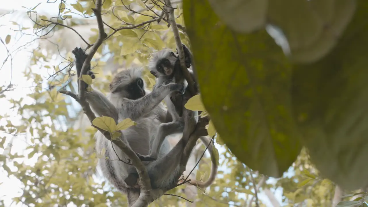 Mother red colobus monkey grooming infant Zanzibar Tanzania low angle medium