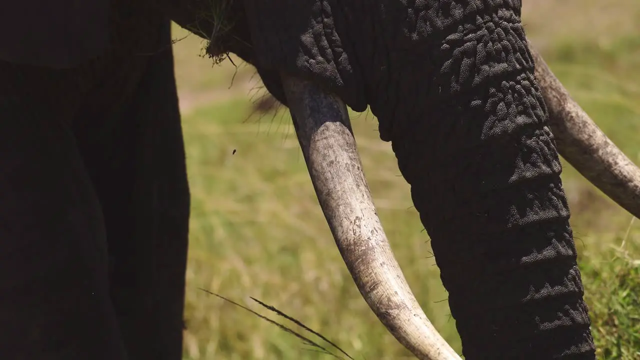 Close up of Elephant tusks and trunk ivory conservation to protect African Wildlife in Maasai Mara National Reserve Kenya Africa Safari Animals in Masai Mara North Conservancy