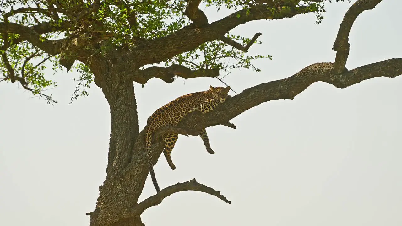 Leopard Beautiful Masai Mara Wildlife Animals Lying on a Branch Up Resting and Sleeping Up an Acacia Tree on Maasai Mara Africa Safari in Maasai Mara National Reserve Kenya Amazing Encounters