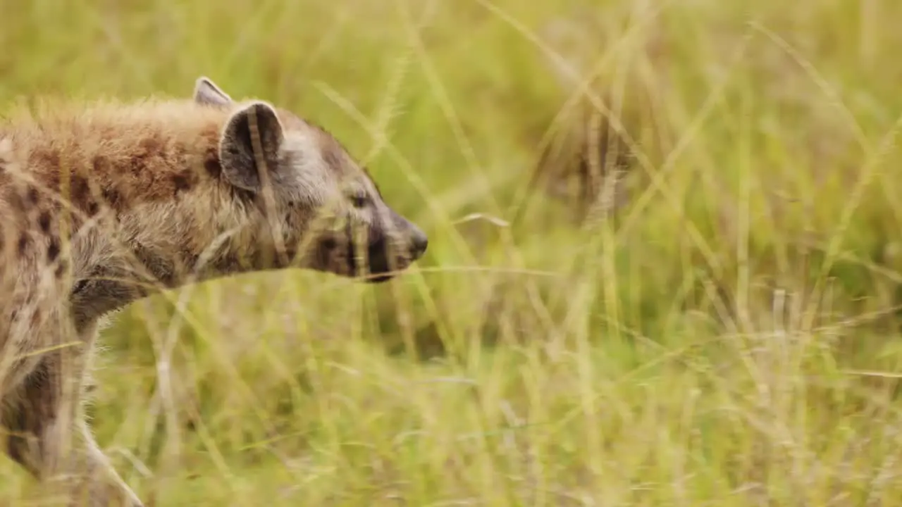 Slow Motion Shot of Close up shot of Hyena walking slowly through vibrant grass of the Masai Mara North Conservancy African Wildlife in Maasai Mara National Reserve Kenya Africa Safari Animals