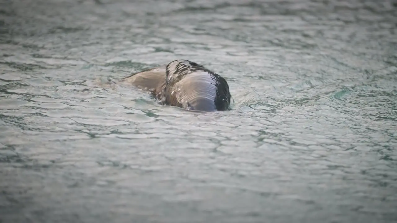 Two playful baby fur seals swimming around sticking their heads above the water