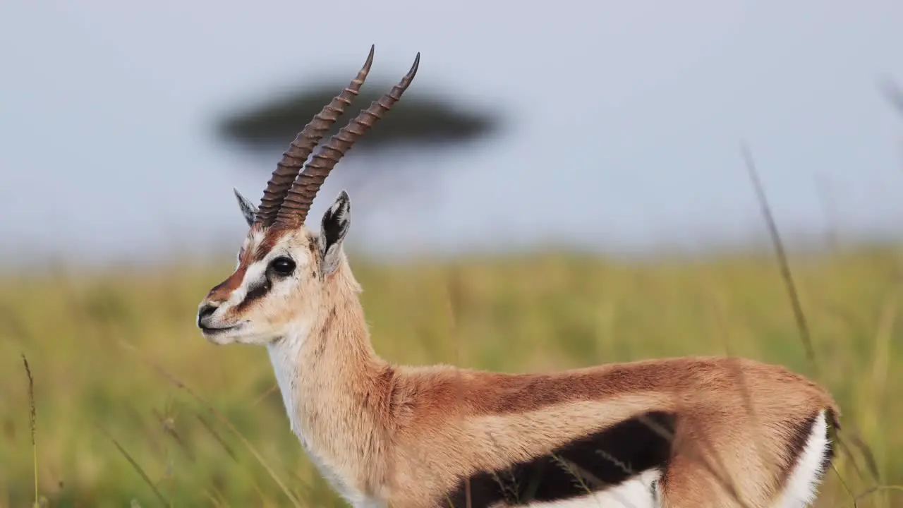 Slow Motion Shot of Gazelle in tall grass blowing in the wind in the savannah with an acacia tree in the background African Wildlife in Maasai Mara Kenya Africa Safari Animals in Massai maara