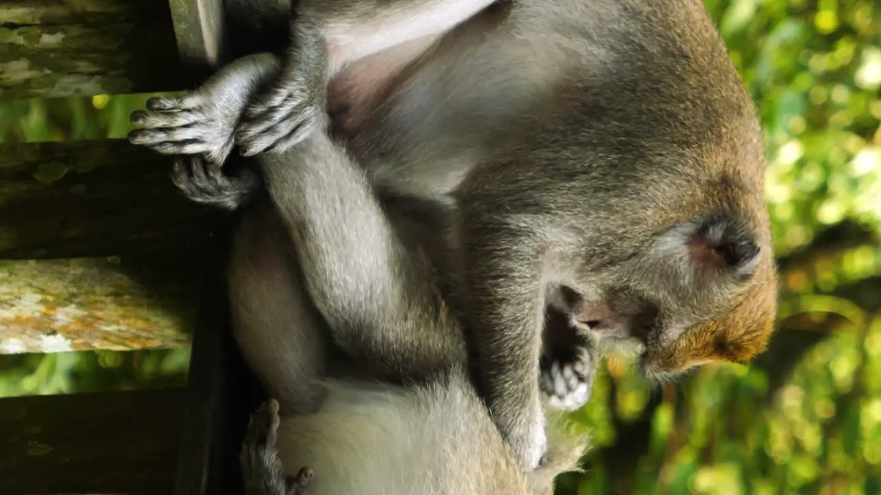 Vertical static shot of a macaque monkey in the Sacred Monkey Forest Sanctuary on bali while one is lying and being deloused by the other on a railing