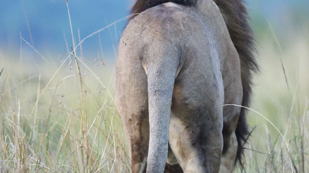 Male lion tail close up detail in Maasai Mara National Reserve in Kenya Africa African Wildlife on Safari in Masai Mara North Conservancy one of the Big Five Animals