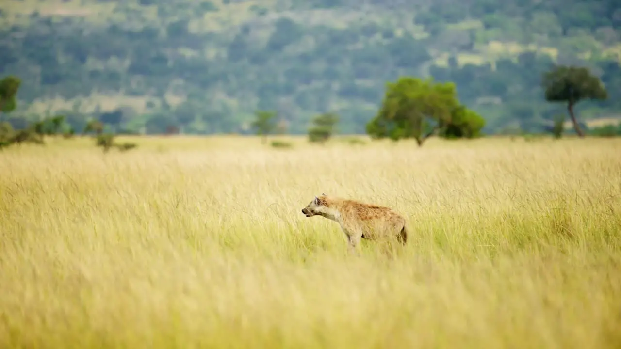 Slow Motion Shot of Hyena in African Savanna tall grass empty grasslands in Maasai Mara National Reserve Kenyan wildlife Africa Safari Animals in Masai Mara North Conservancy