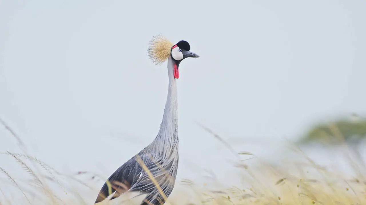 Slow Motion Shot of Portrait of Grey Crowned Crane head looking and watching over African landscape in Maasai Mara National Reserve Kenya Africa Safari Animals in Masai Mara North Conservancy