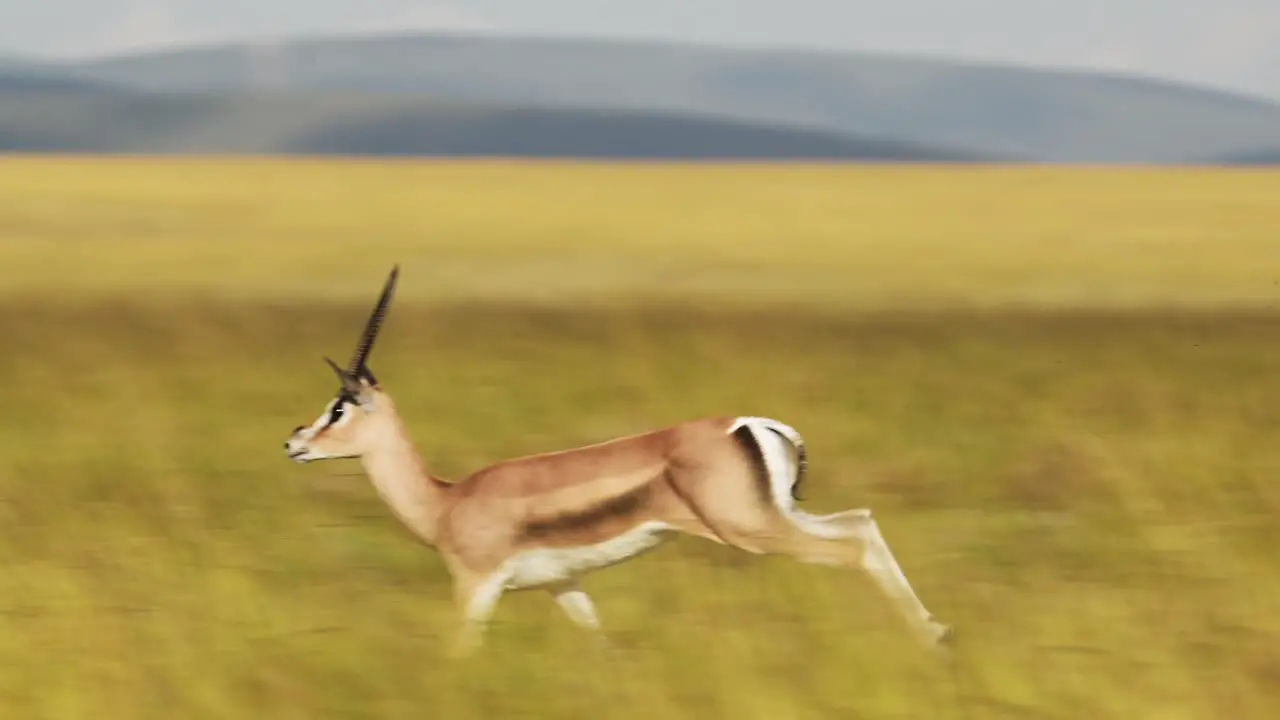 Slow Motion Shot of African animal Gazelle running and skipping as it leaps leaping across the plain amongst tall grass Africa Safari Animals in Masai Mara African Wildlife in Maasai Mara