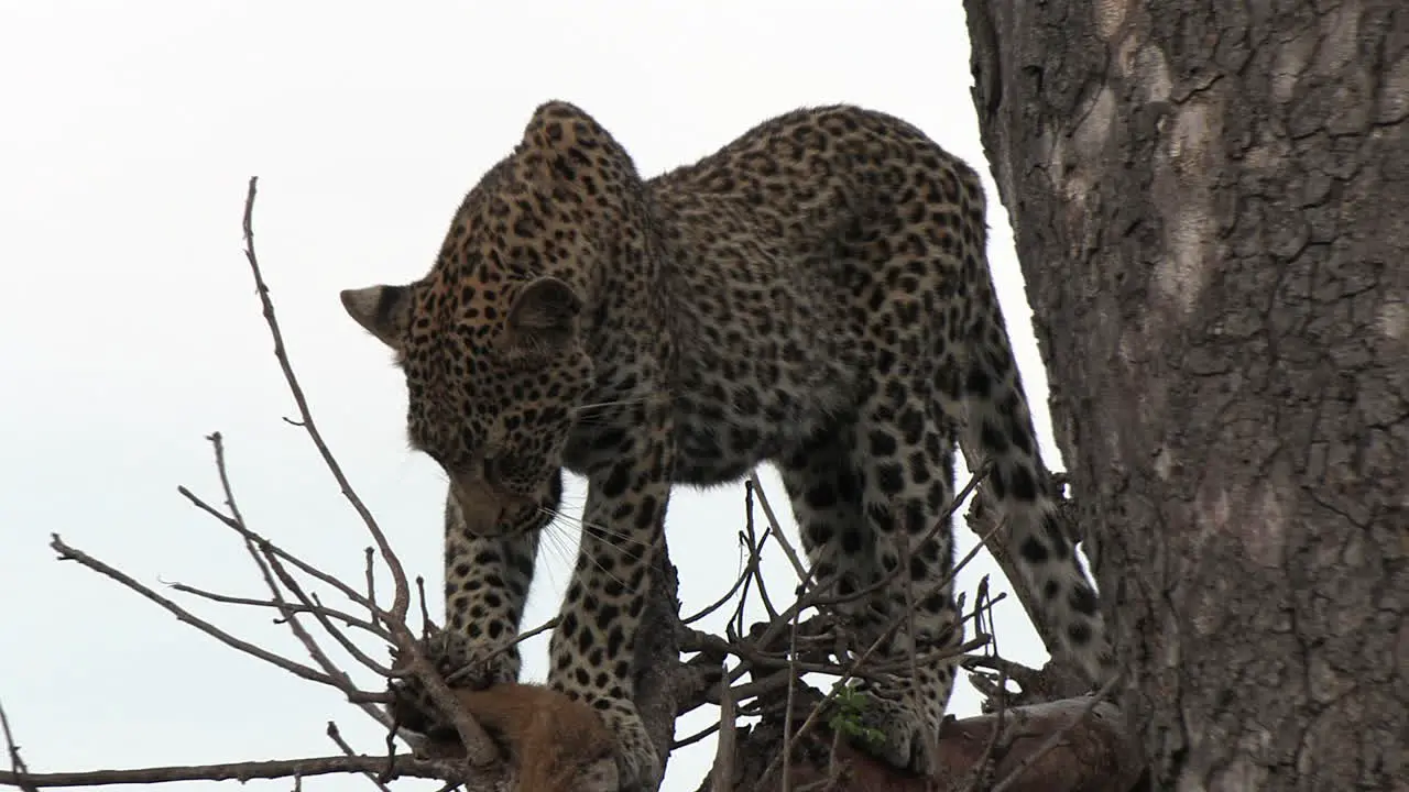 Close Up View of Leopard Standing in Tree With Recently Killed Dead Animal