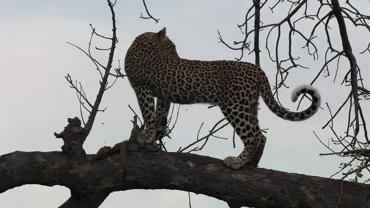 Handheld Shot of Leopard Eating Dead Mongoose in Tree