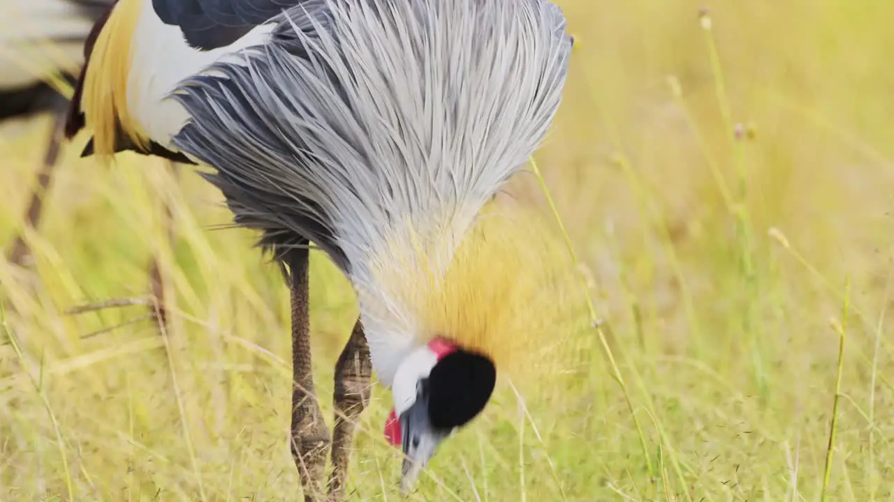 Africa Safari bird in Masai Mara North Conservancy Grey Crowned Cranes grazing in the tall grass grasslands African Wildlife in Maasai Mara National Reserve Kenya