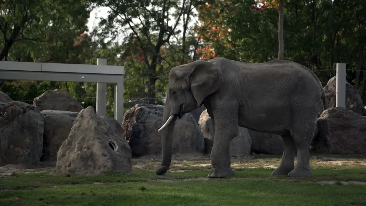 Adorable Adult Elephant Eating Grass Using Its Long Trunk At The Zoo Medium Shot