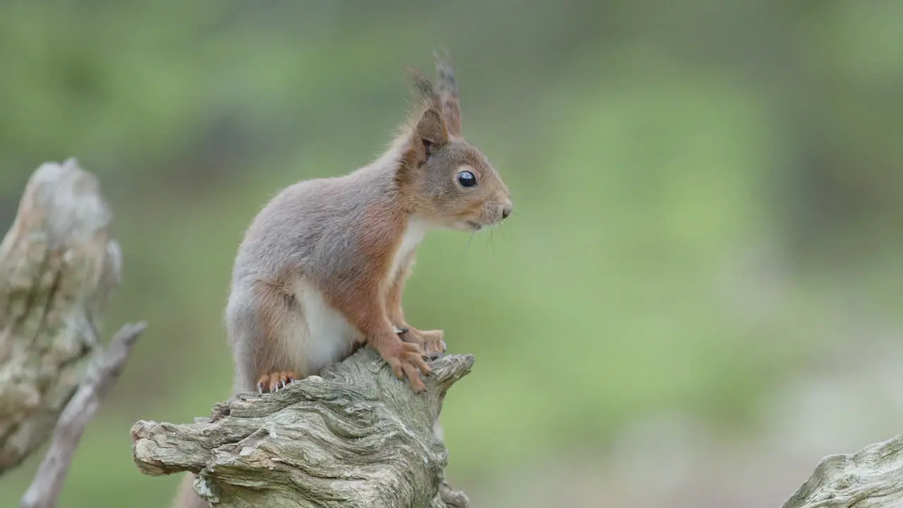 Cute red squirrel jumps onto wood stump in forest to nibble on nuts bokeh shot