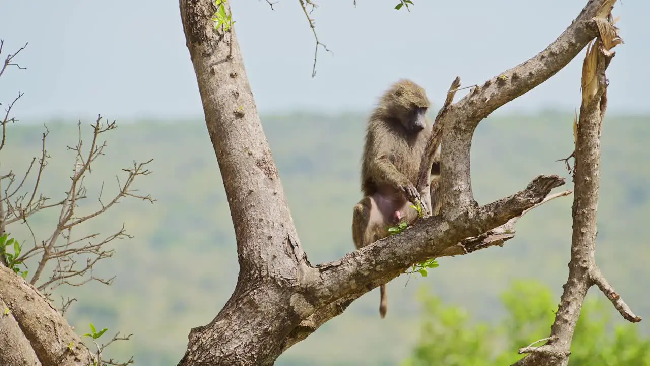 Slow Motion Shot of Baboon sitting on the branch of a tree in the Masai Mara natural habitat of African Wildlife in Maasai Mara National Reserve untouched by humans Kenya Africa Safari Animals