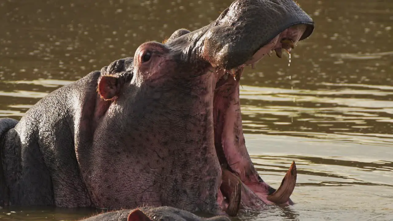 Hippo Yawning Opening Mouth Wide Open Showing Teeth African Wildlife Masai Mara River Animals in Kenya Hippos in the Water in Maasai Mara National Reserve Africa