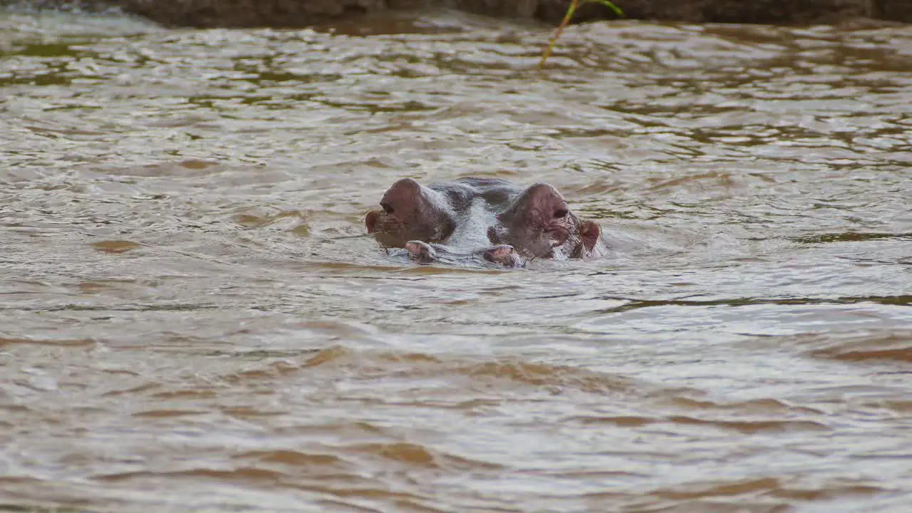 Slow Motion Shot of Hippo Hippopotamus emerging from the Mara river waves powerful swimming wildlife hunting in water African Wildlife in Maasai Mara National Reserve Kenya North Conservancy