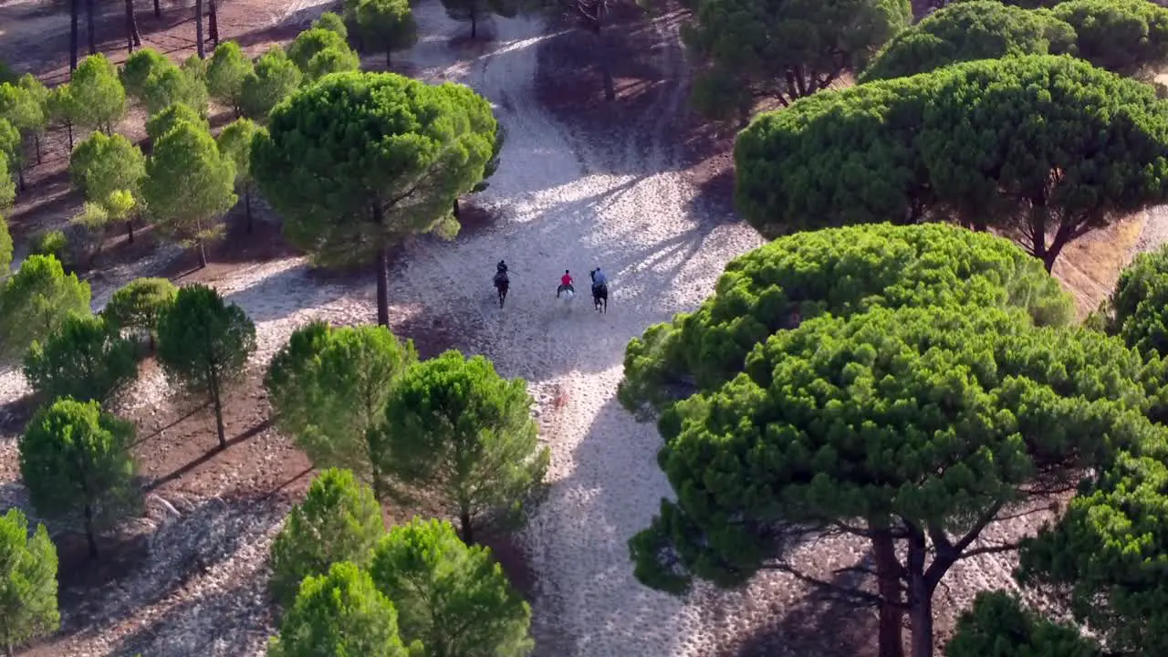 Horsemen chasing bulls through the forest aerial view