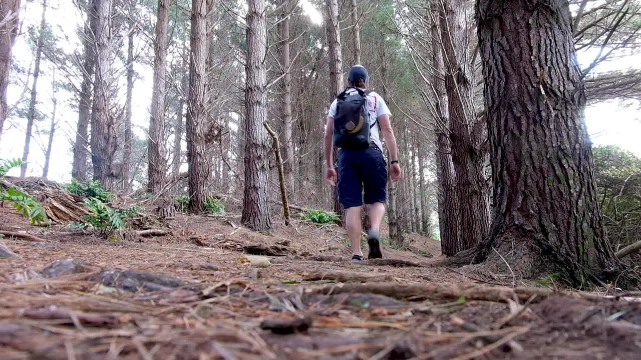 Man walks on a hike through a beautiful golden brown pine tree forest in Autumn on walking trail in capital Wellington New Zealand Aotearoa