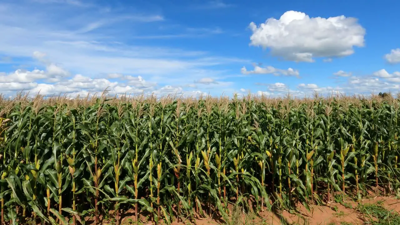 Cornfield with ears of green corn zoom in movement