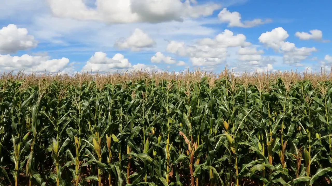 Green corn plantation with cobs cornfield and blue sky among clouds