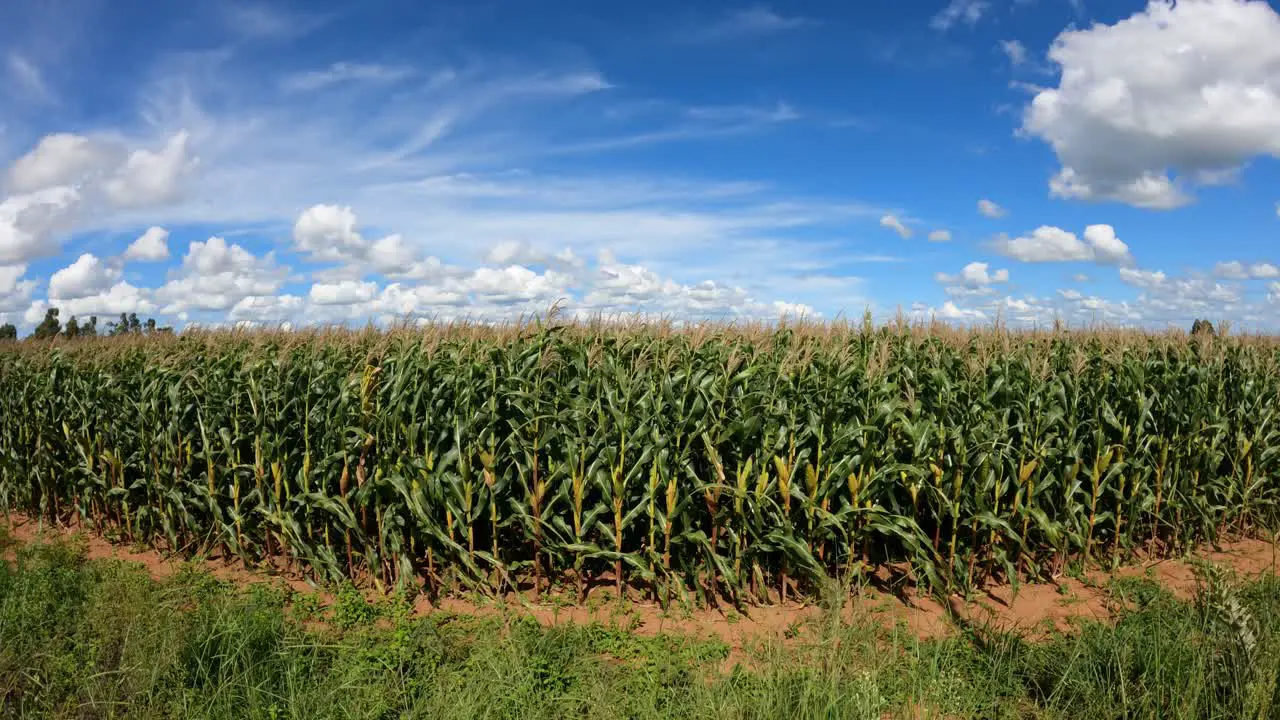 Field with green corn plantation sunny day with blue sky and clouds