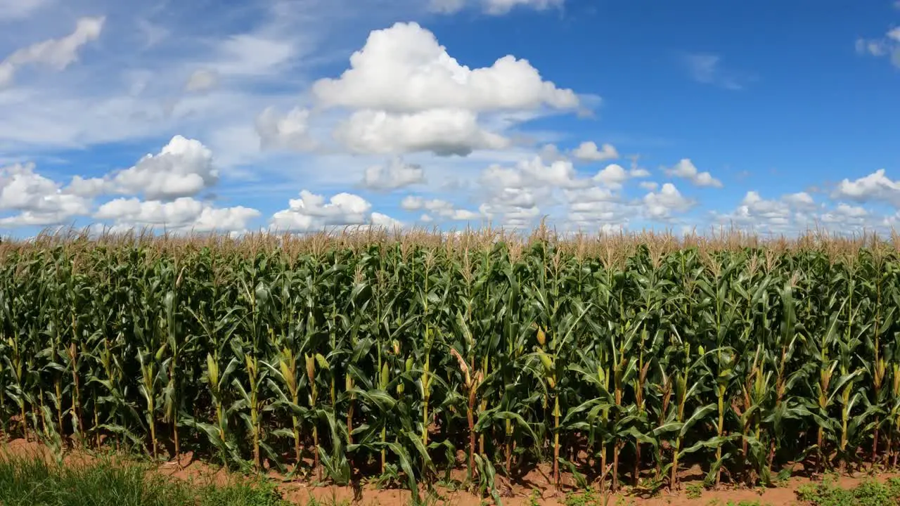 Cornfield with ears of corn landscape with blue sky and clouds