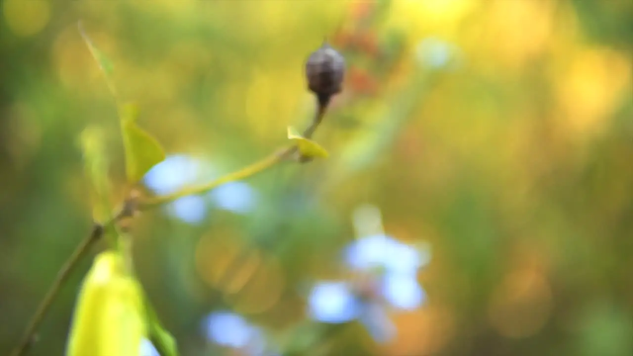 A plant with green leaves and blue flowers in natural light