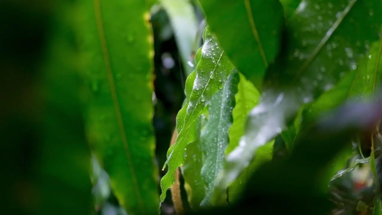 Close up of rain and water droplets during a heavy tropical rainy downpour in green garden forest jungle fauna plant leaf and leaves in the tropics