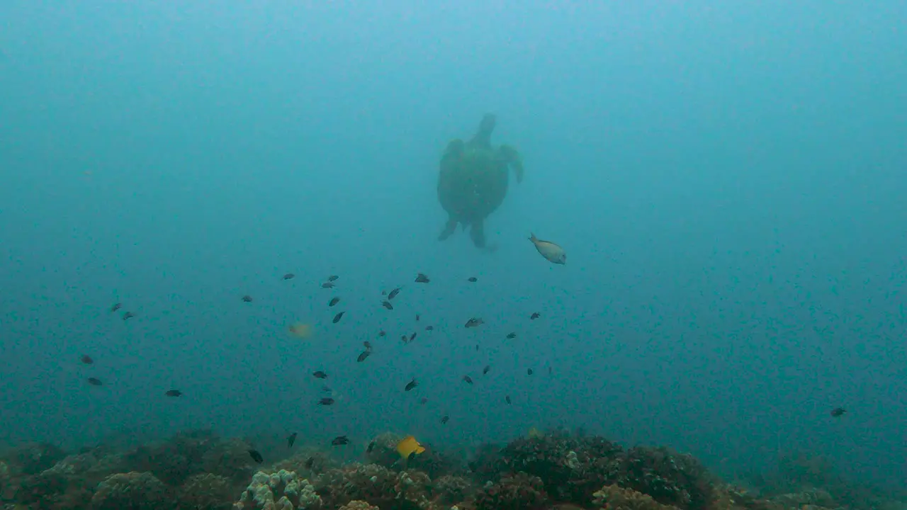 Green sea turtle Calmly Swimming In The Turqoise Blue Ocean