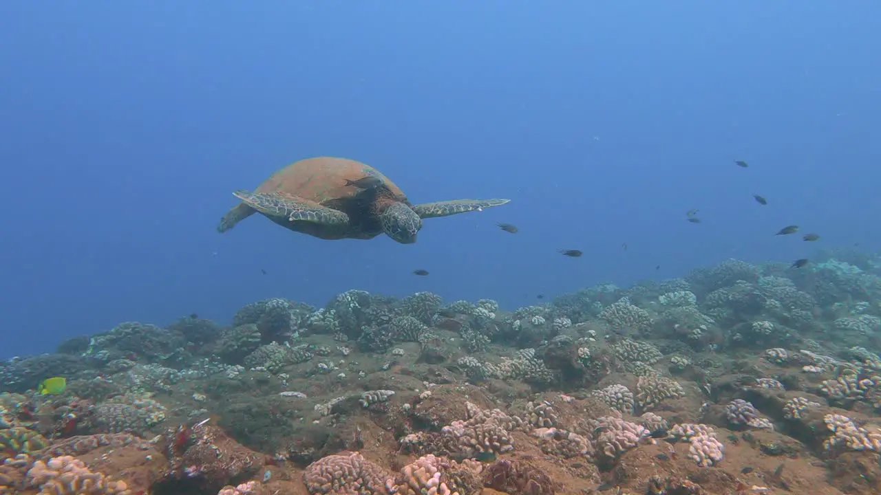 Close up of a big Green sea turtle calmly swimming at a Cleaning station in the Turqoise Blue Pacific Ocean