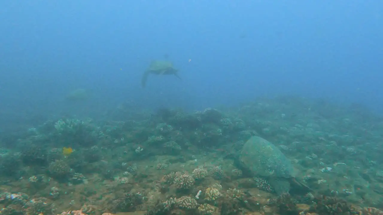 Three Green sea turtles Calmly Swimming In The Turqoise Blue Ocean