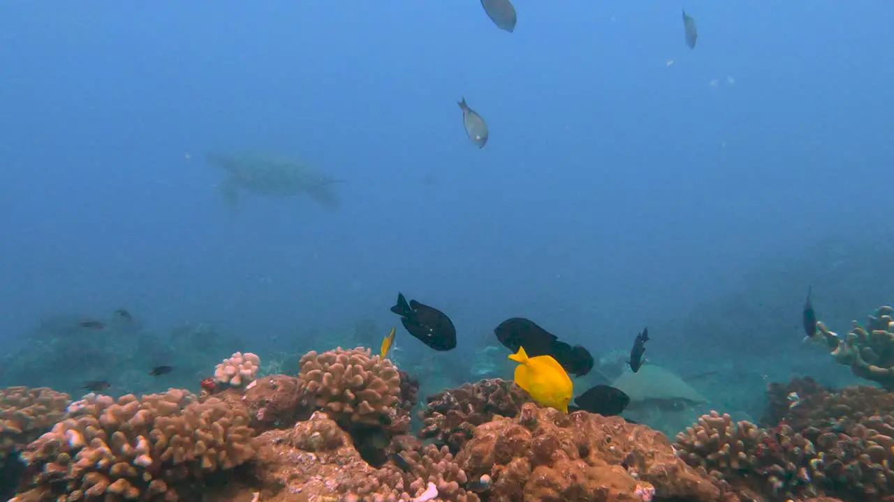 Two Green sea turtles Calmly Swimming In The Turqoise Blue Ocean